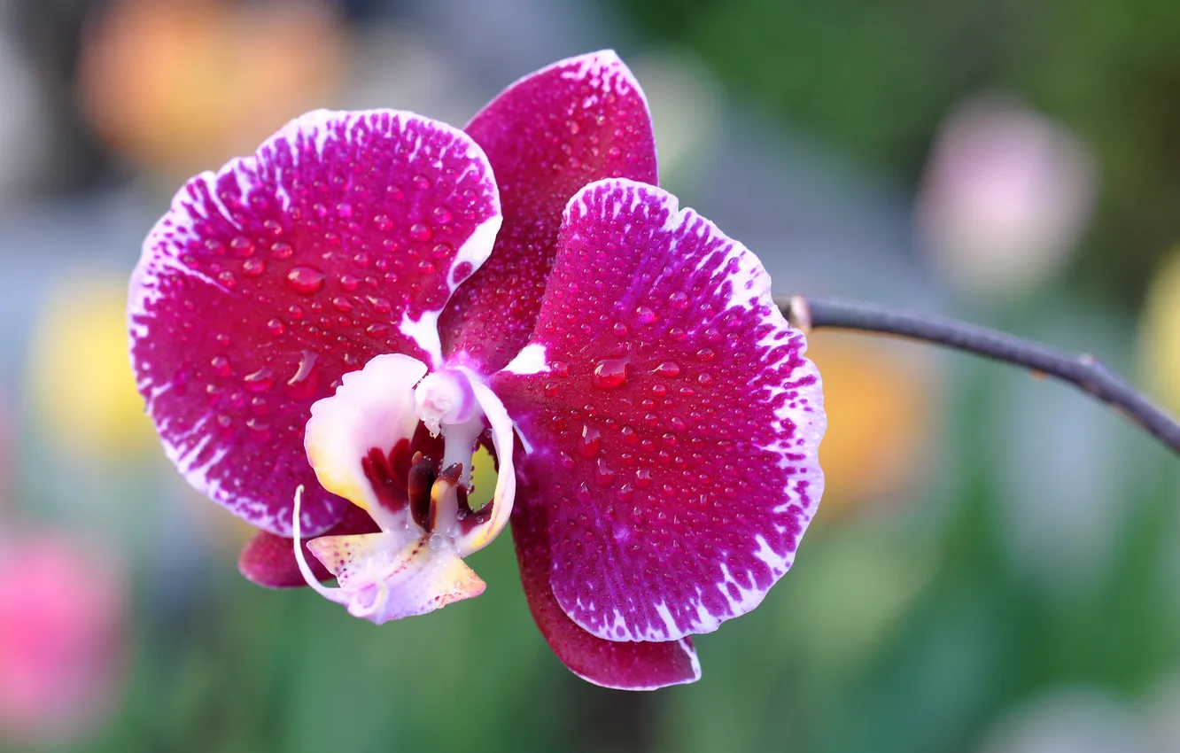 Photo wallpaper water, drops, flowers, Rosa, petals, Orchid