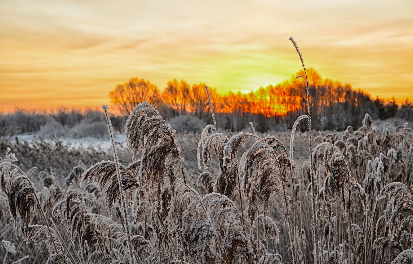 Photo wallpaper frost, grass, landscape, sunset