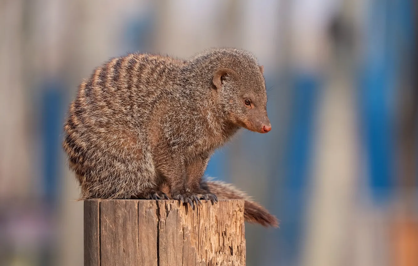 Photo wallpaper mangoest, Cute animal, stay on stump