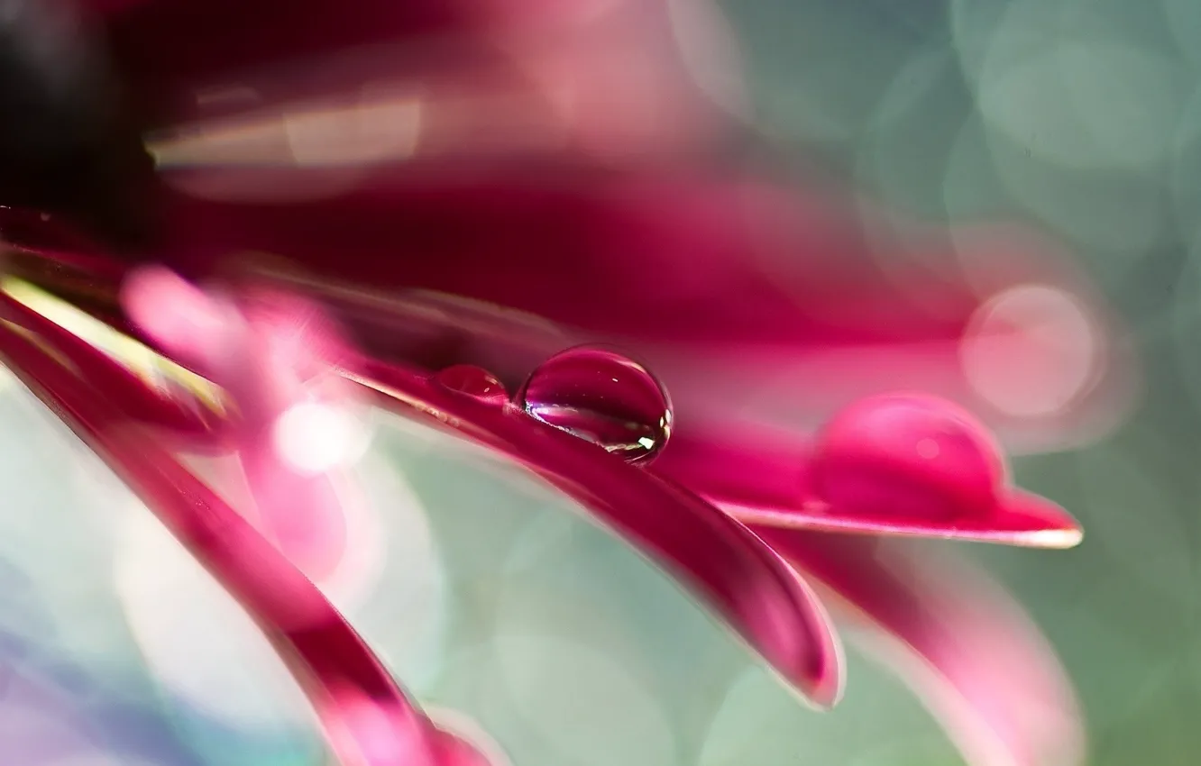 Photo wallpaper flower, water, macro, drop, petal