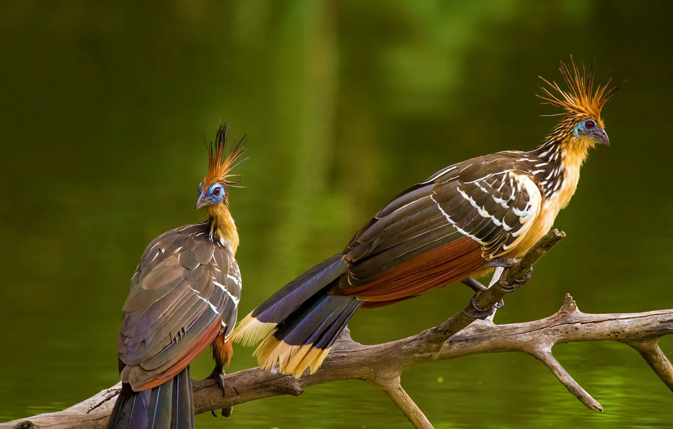 Photo wallpaper bird, Amazon, hoatzin