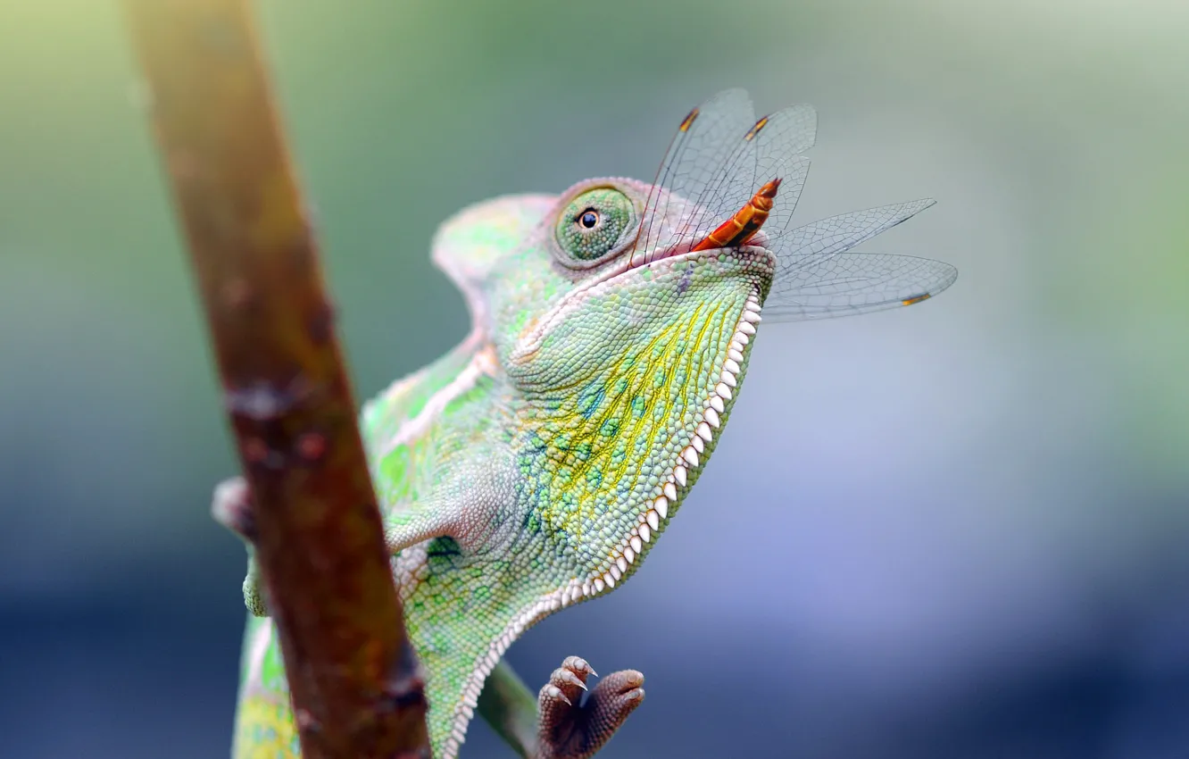 Photo wallpaper look, chameleon, portrait, branch, dragonfly, mouth, lunch, bokeh