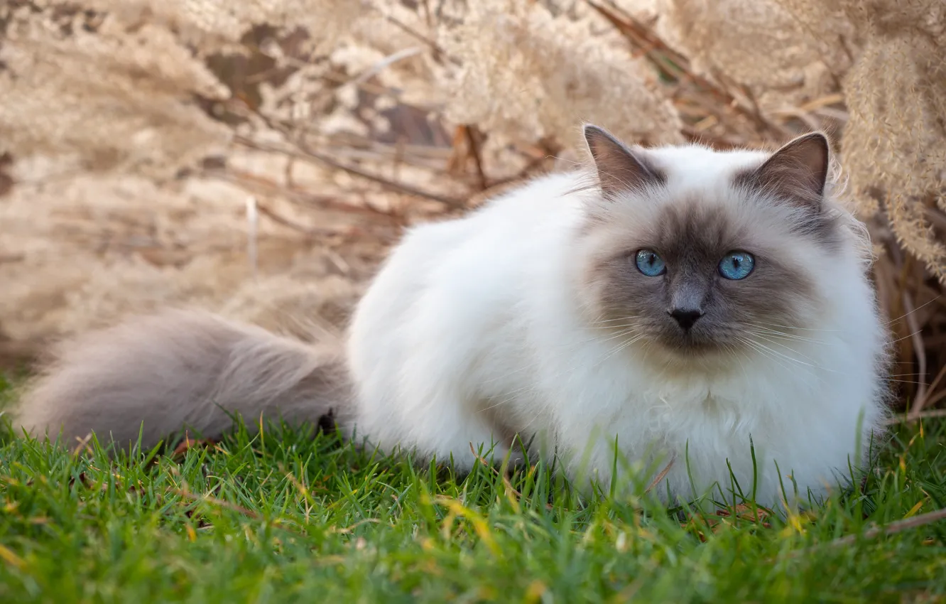 Photo wallpaper cat, grass, cat, look, branches, nature, glade, lies