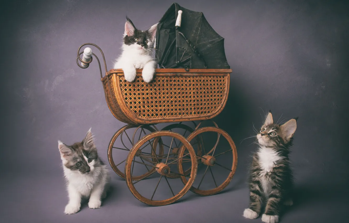 Photo wallpaper cat, stroller, kitty