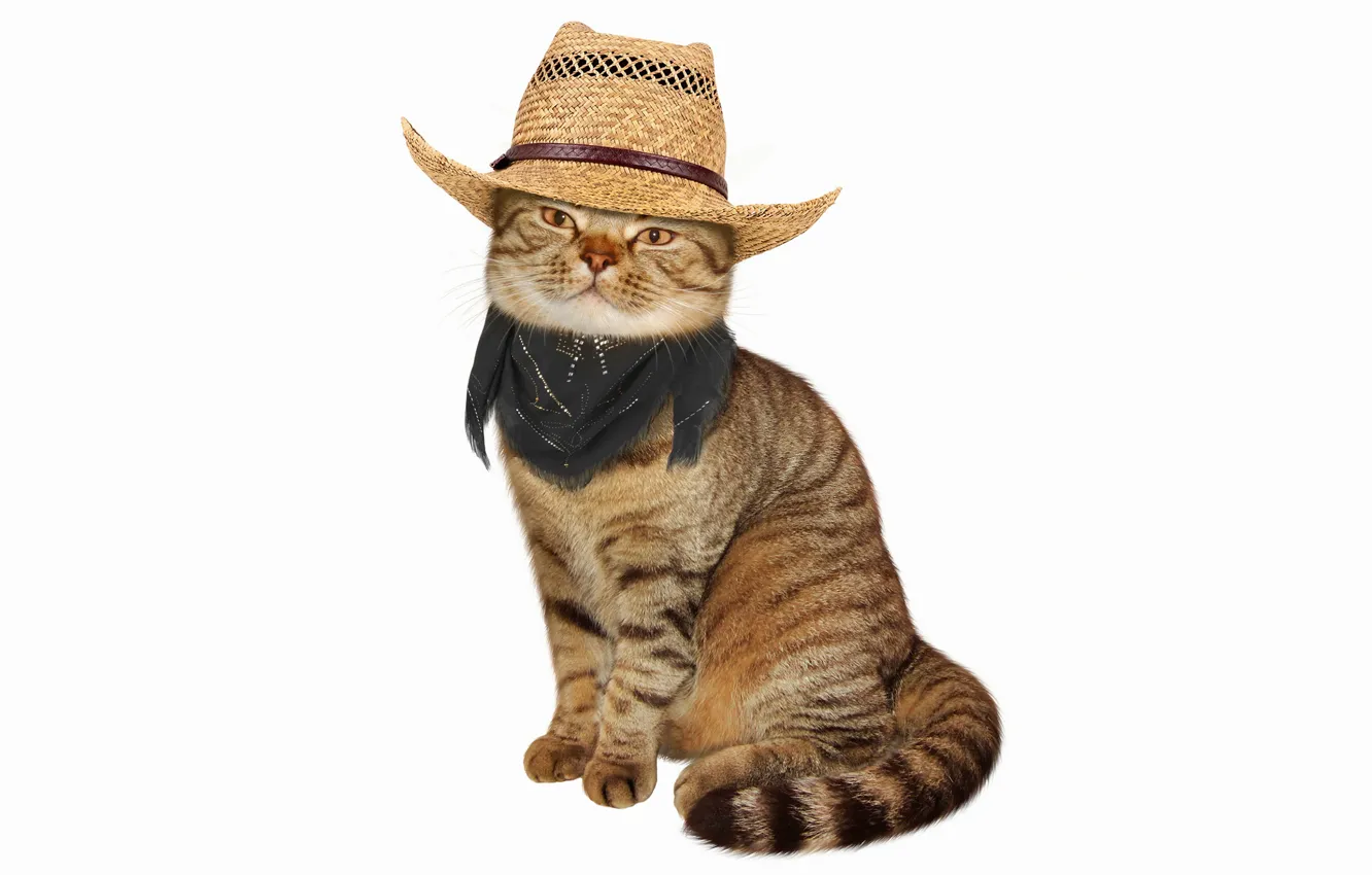 Photo wallpaper cat, hat, white background, shawl