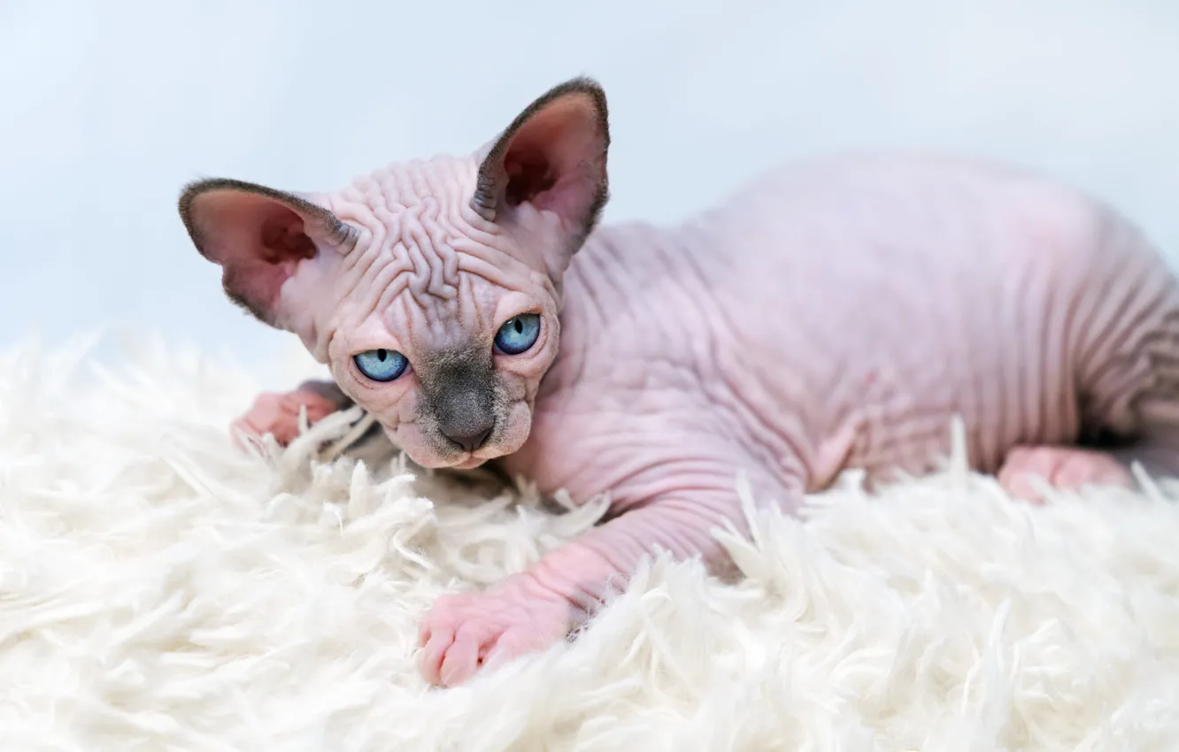 Photo wallpaper cat, pose, lies, fur, kitty, blue eyes, face, Sphinx
