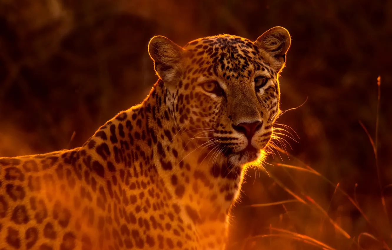 Photo wallpaper grass, the sun, predator, leopard, handsome, bokeh, spotted