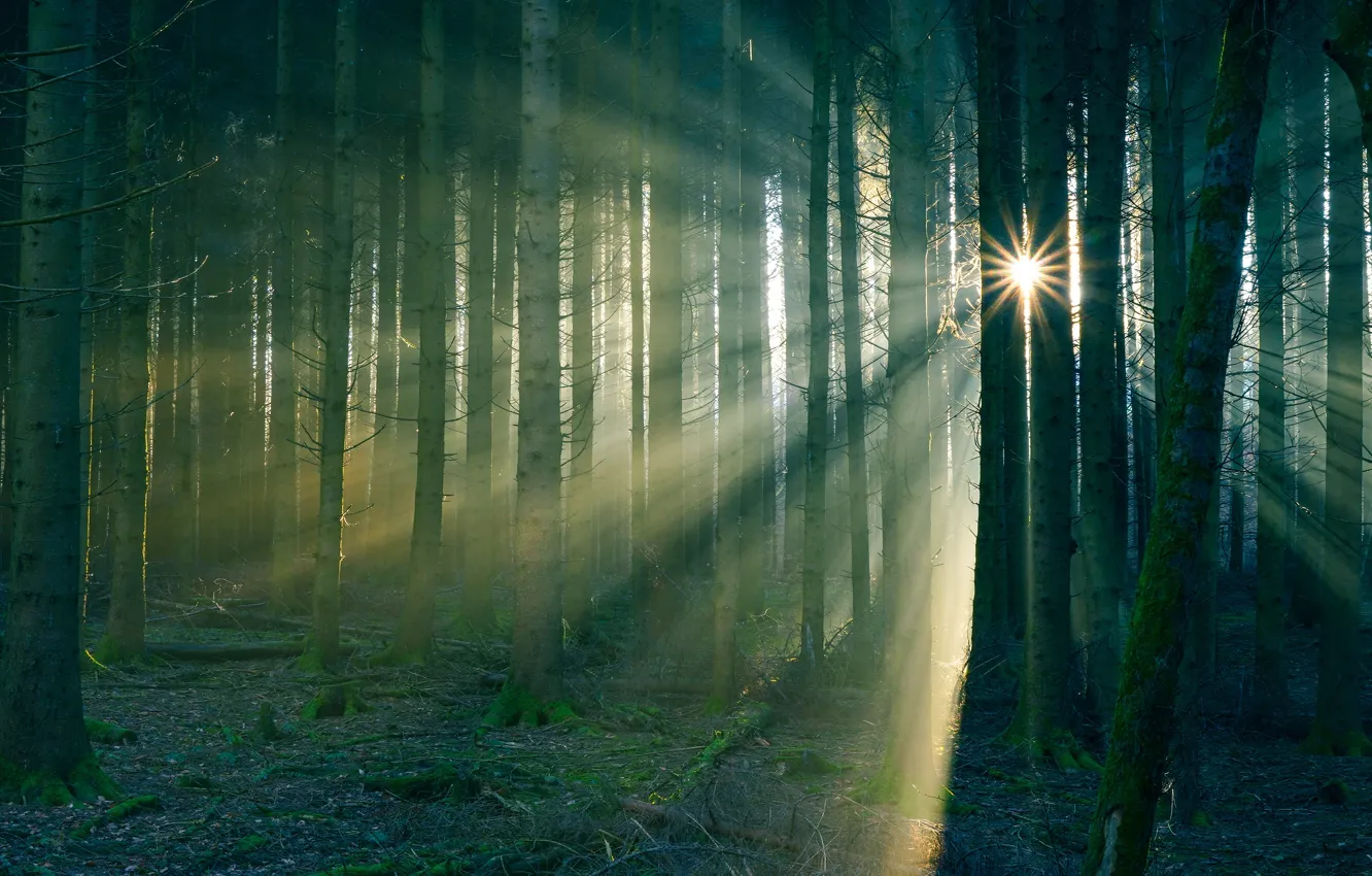 Photo wallpaper forest, the sun, fog, trunks