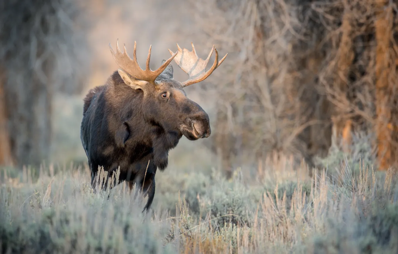 Photo wallpaper autumn, nature, moose