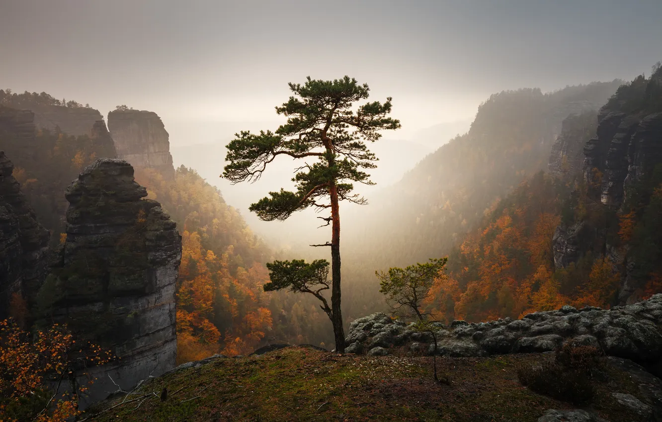 Photo wallpaper forest, landscape, nature, mountains, rocks, tree, environment, Martin Rak