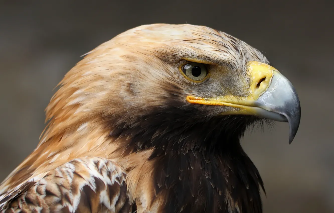Photo wallpaper look, calm, portrait, Imperial eagle (Aquila heliaca)