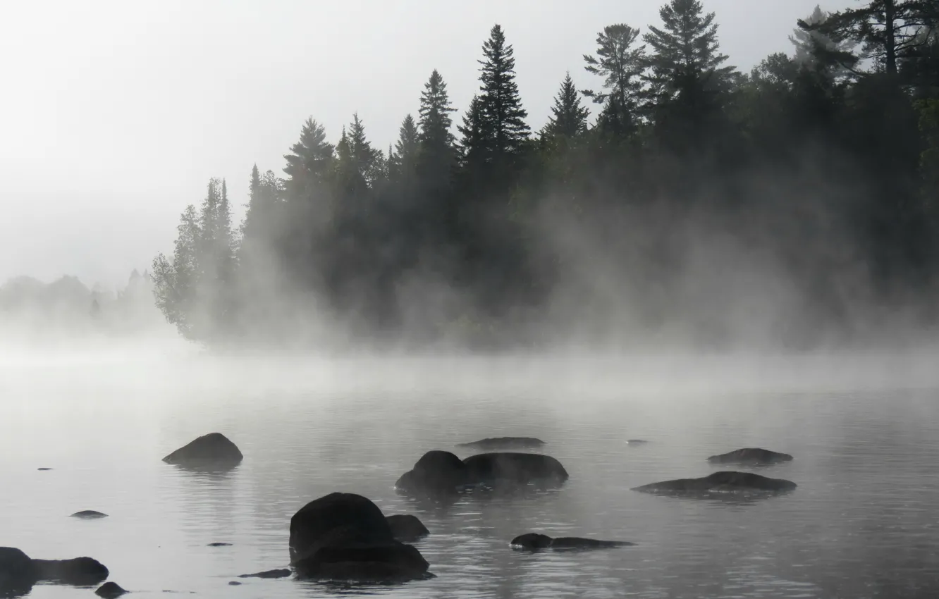 Photo wallpaper forest, fog, lake, morning, forest, landscape, nature, lake