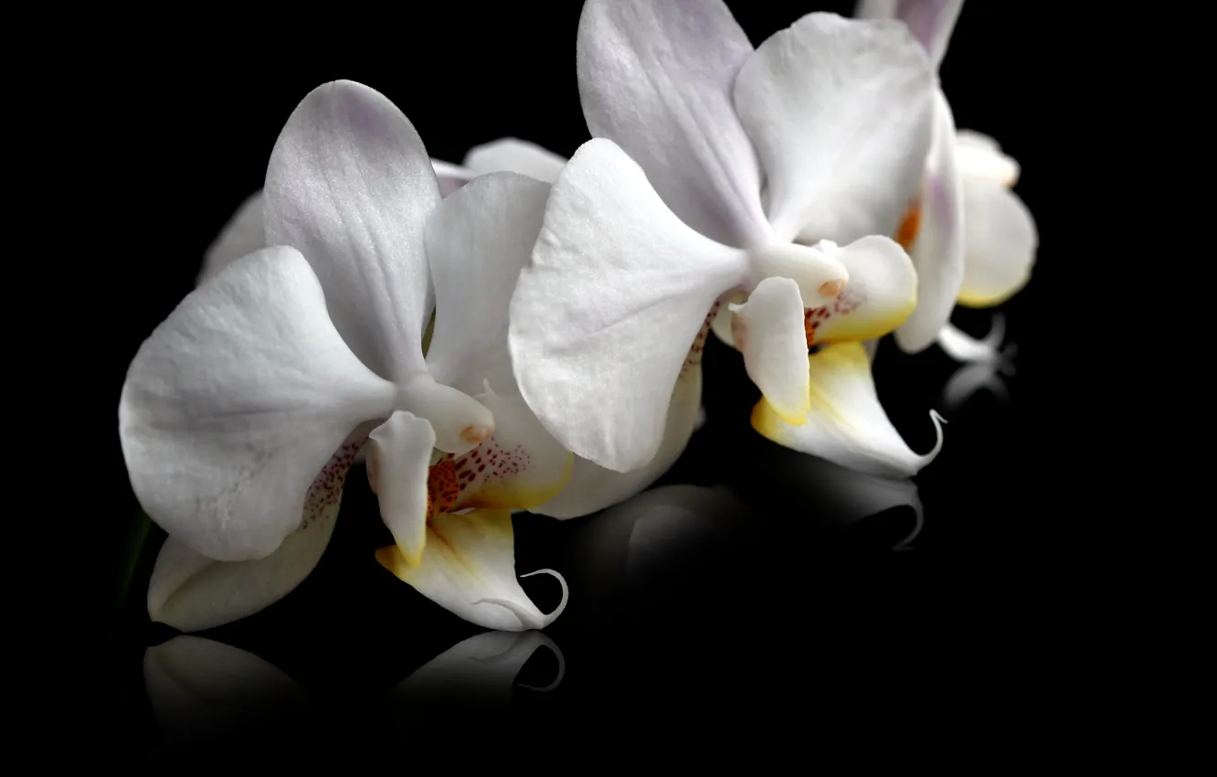 Photo wallpaper white, flower, spring, Orchids