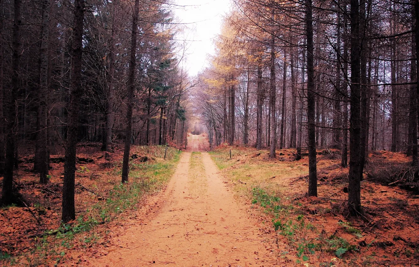 Photo wallpaper road, autumn, forest