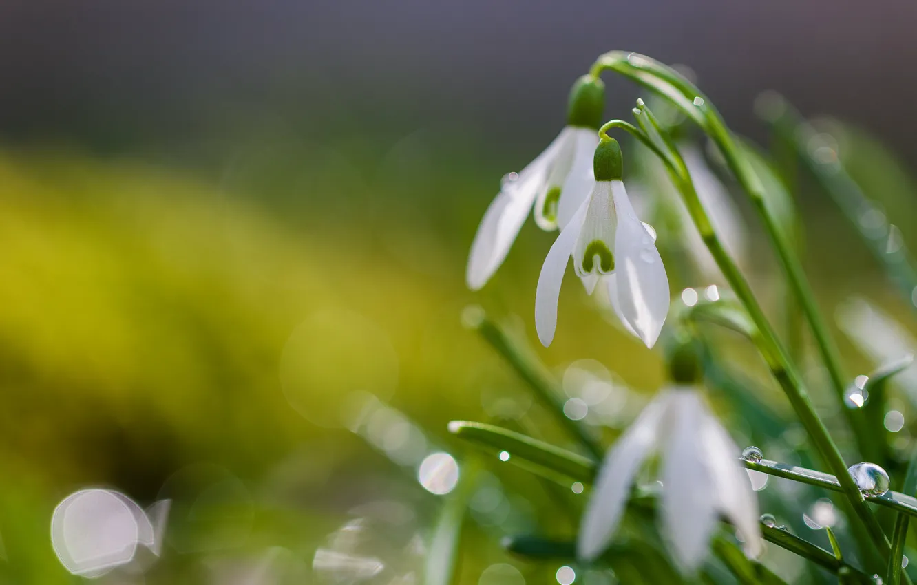 Photo wallpaper drops, macro, background, snowdrops