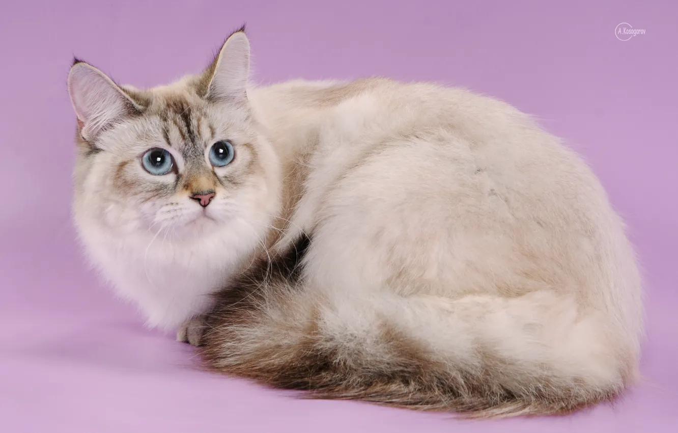 Photo wallpaper breed, eyes, wool, Nevsky
