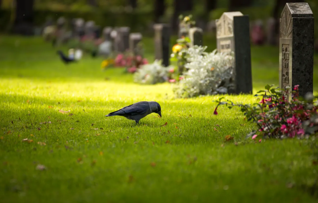 Photo wallpaper grass, leaves, the sun, trees, flowers, bird, graves, bokeh