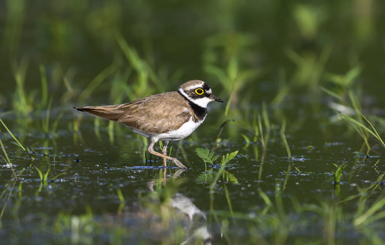 Photo wallpaper water, bird, fauna, Puponin Sergey, Maly zuek