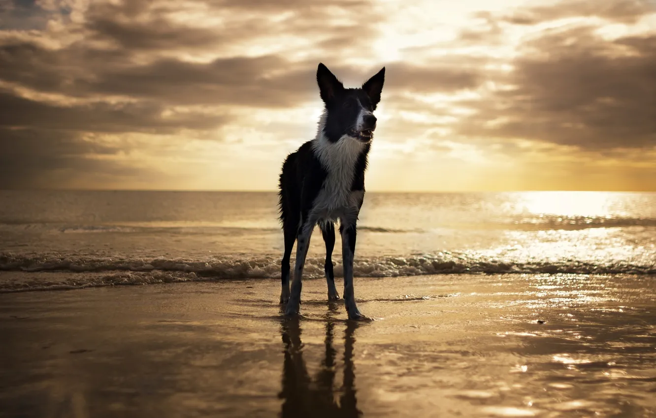 Photo wallpaper beach, dog, USA, Florida, Fort Myers Beach