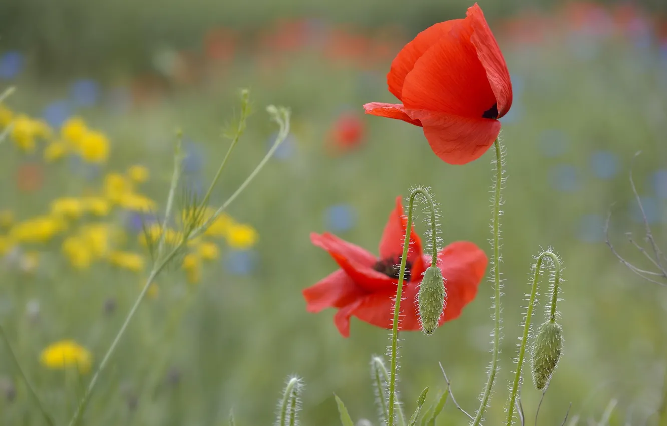 Photo wallpaper flowers, glade, Maki, meadow