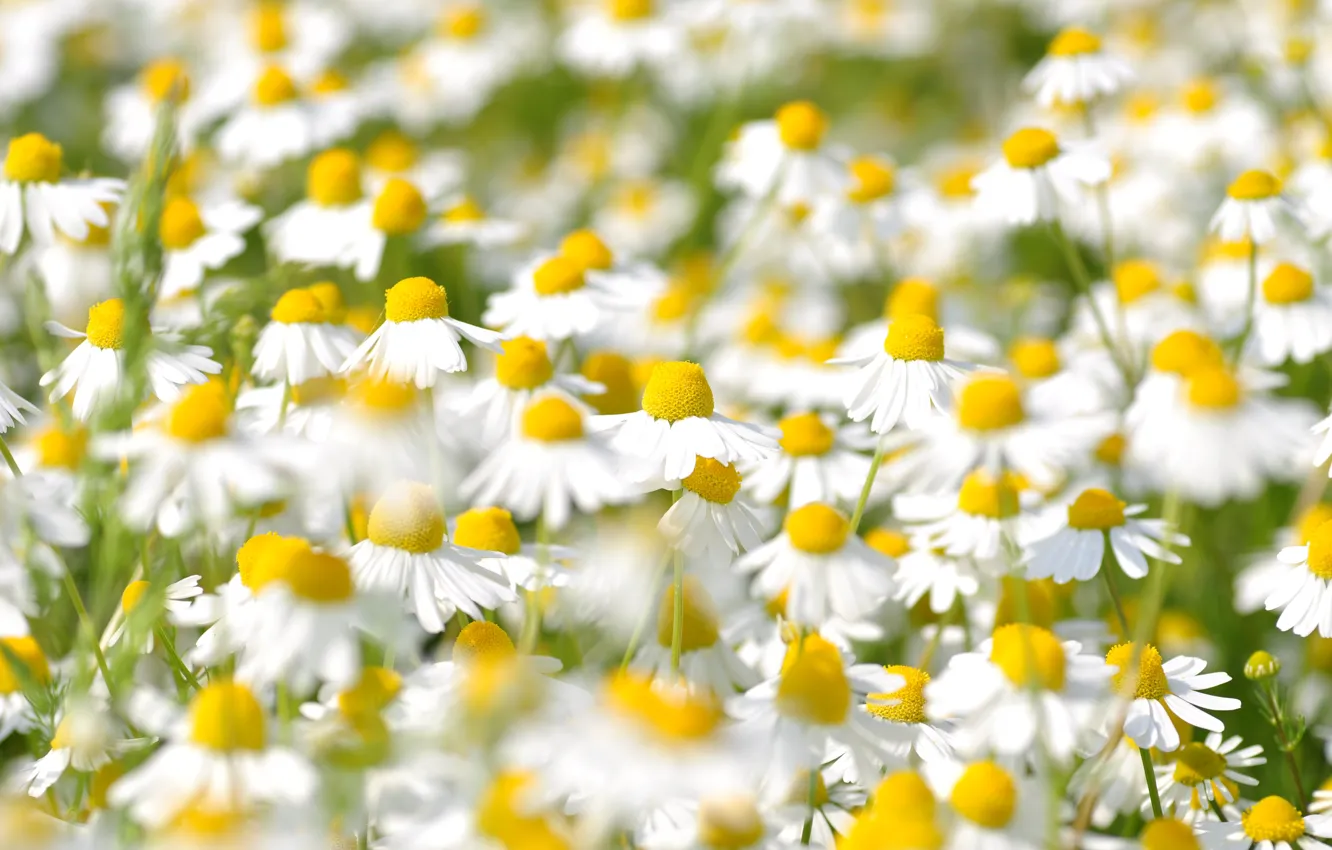 Photo wallpaper field, flowers, glade, chamomile, white, field, bokeh, chamomile field