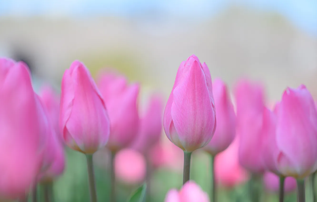 Photo wallpaper flowers, blur, spring, tulips, gentle, pink, buds, flowerbed