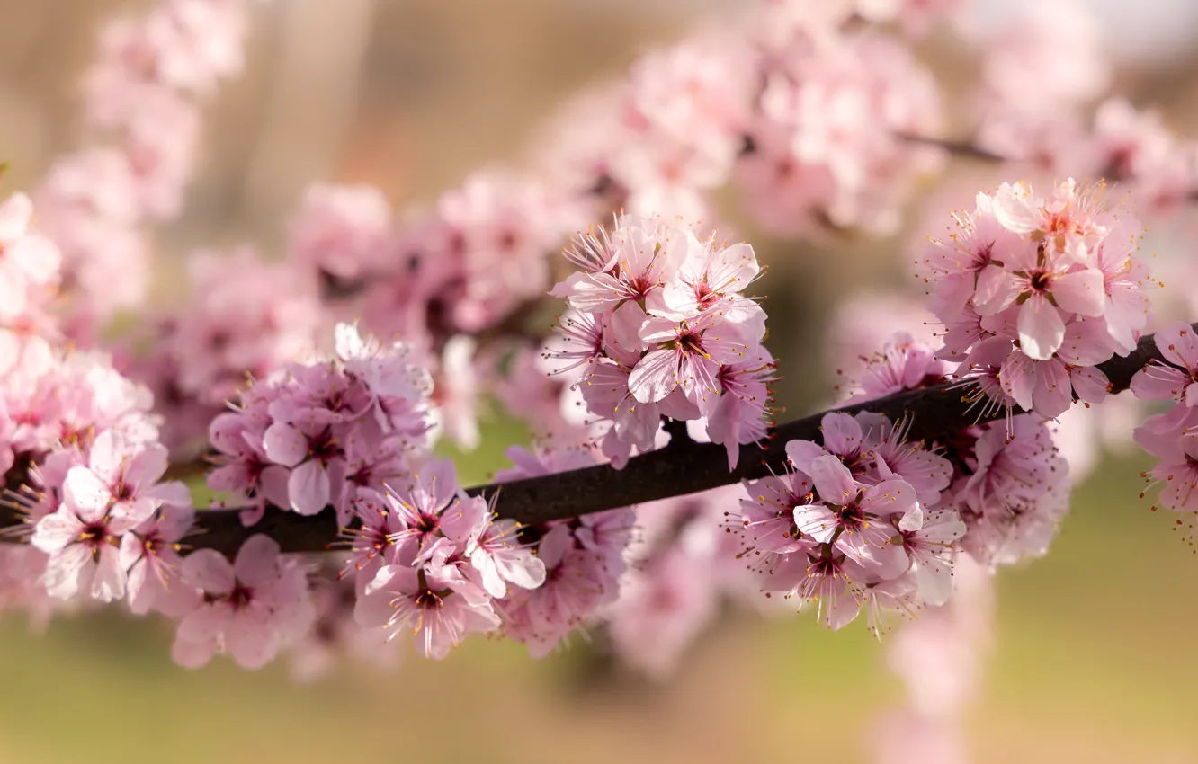 Photo wallpaper flowers, branches, cherry, spring, Sakura, pink, flowering, bokeh