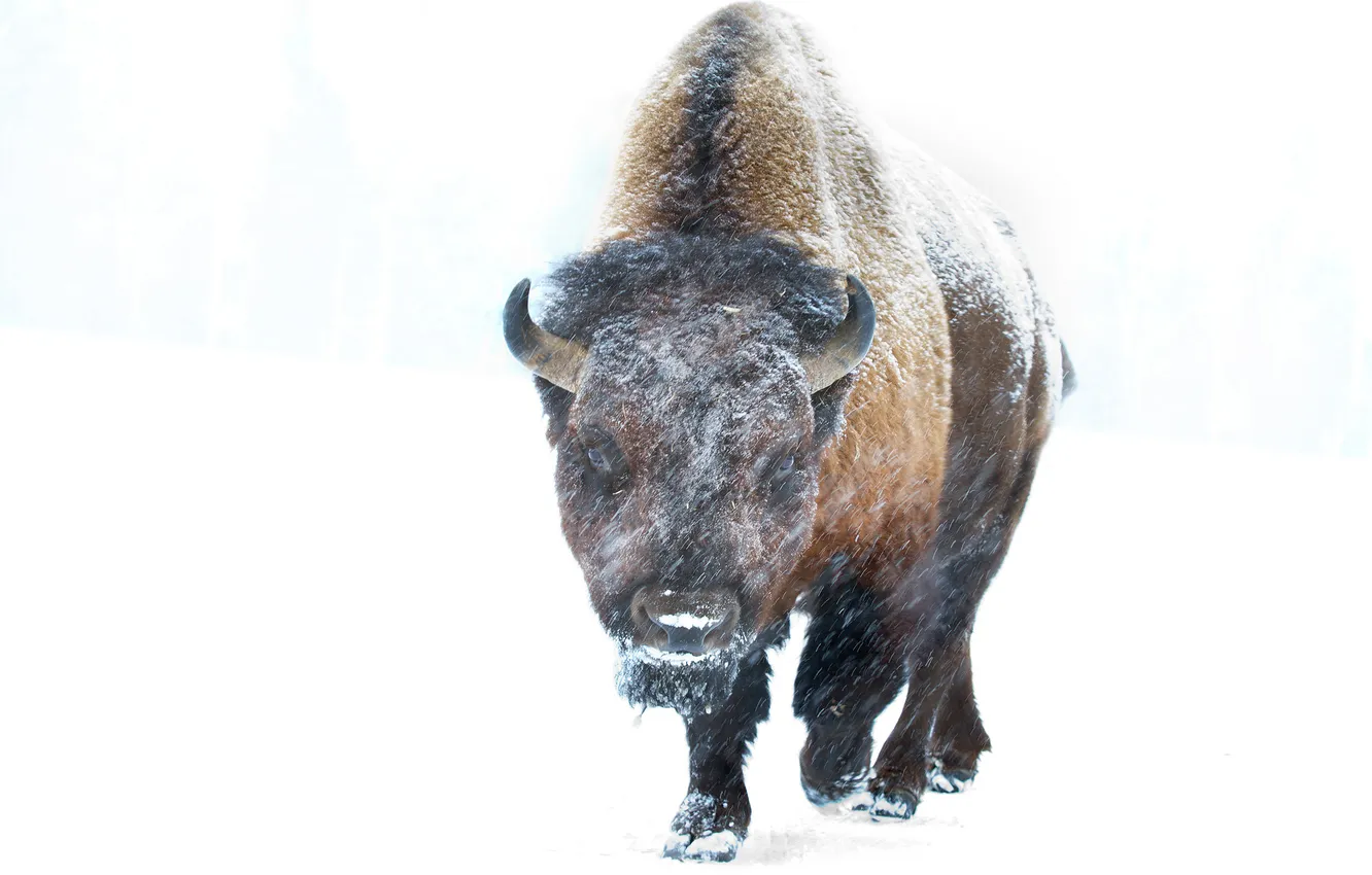Photo wallpaper winter, snow, background, Blizzard, Buffalo