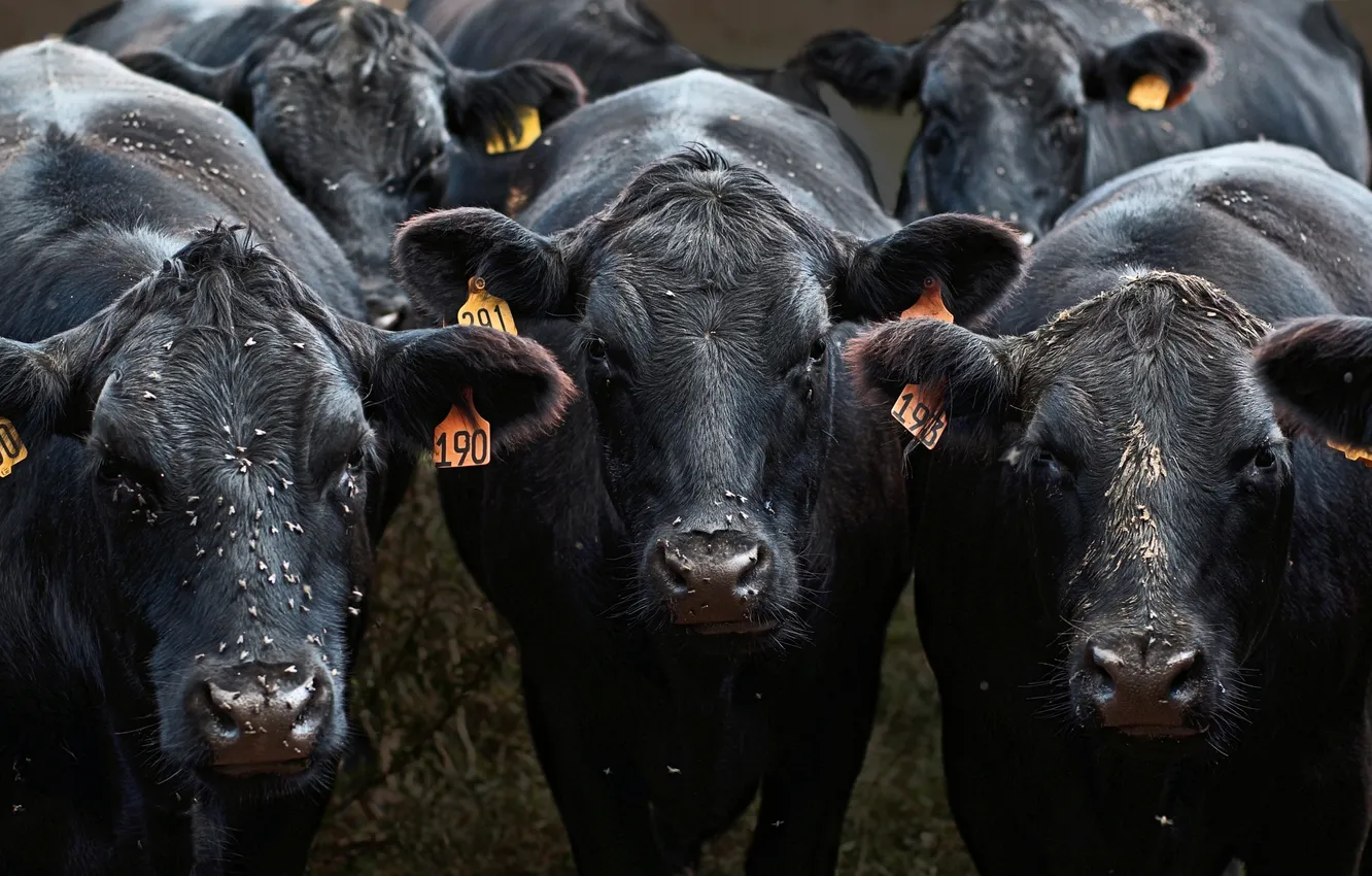 Photo wallpaper nature, farm, fall, cow