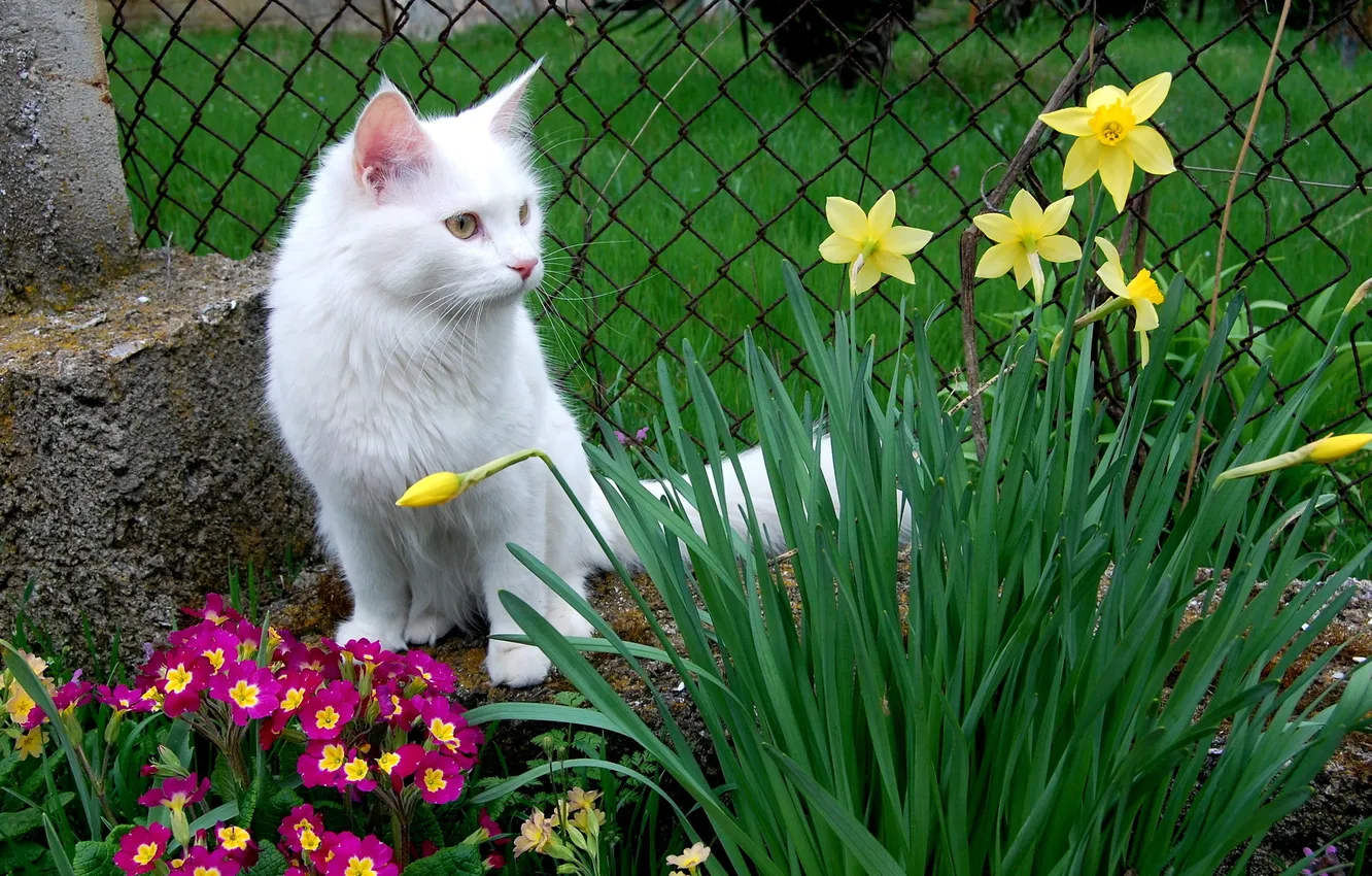 Photo wallpaper cat, animals, cat, flowers, photo