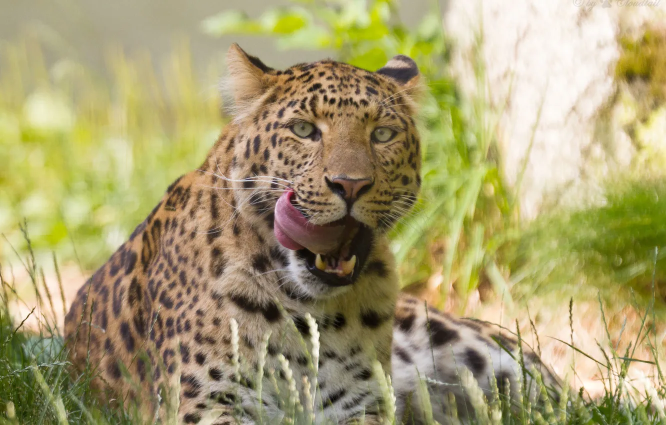 Photo wallpaper language, cat, grass, leopard, Amur