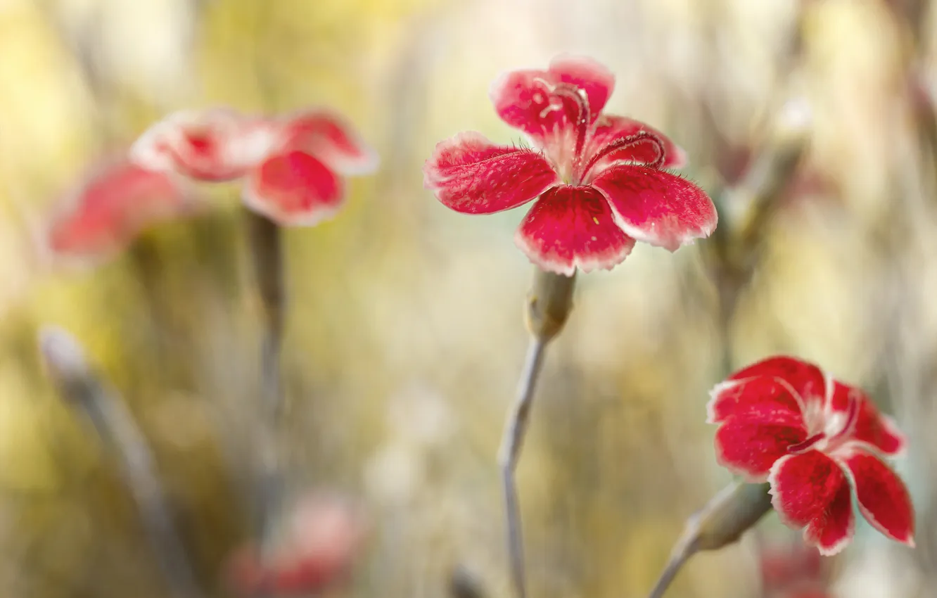 Photo wallpaper field, nature, petals, stem, meadow