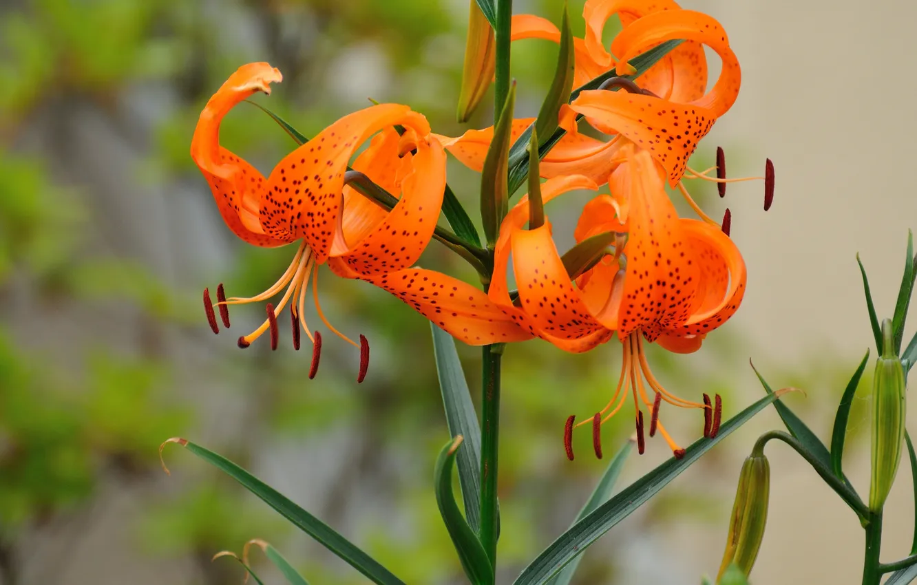 Photo wallpaper leaves, orange, Lily, flowering