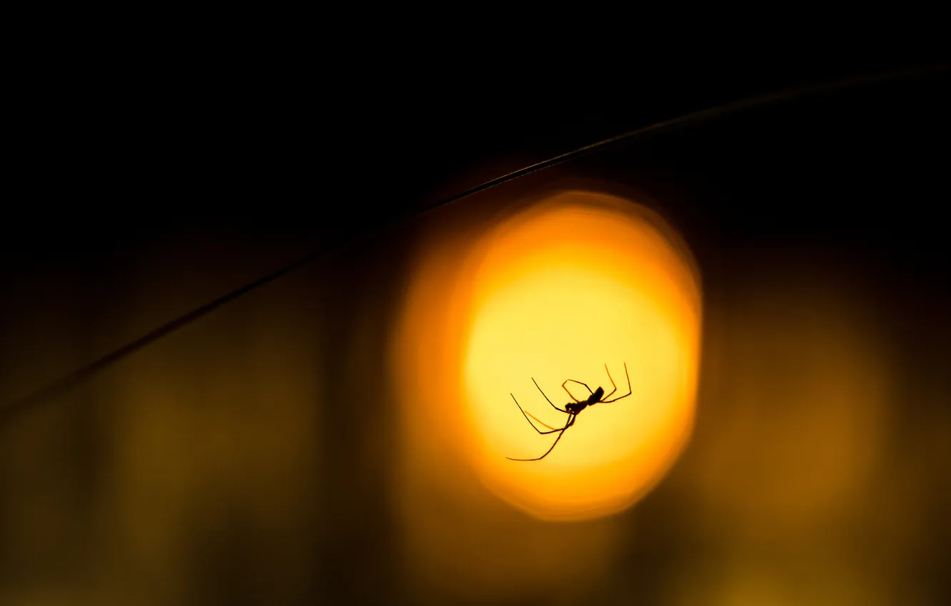 Photo wallpaper macro, light, spider, blur