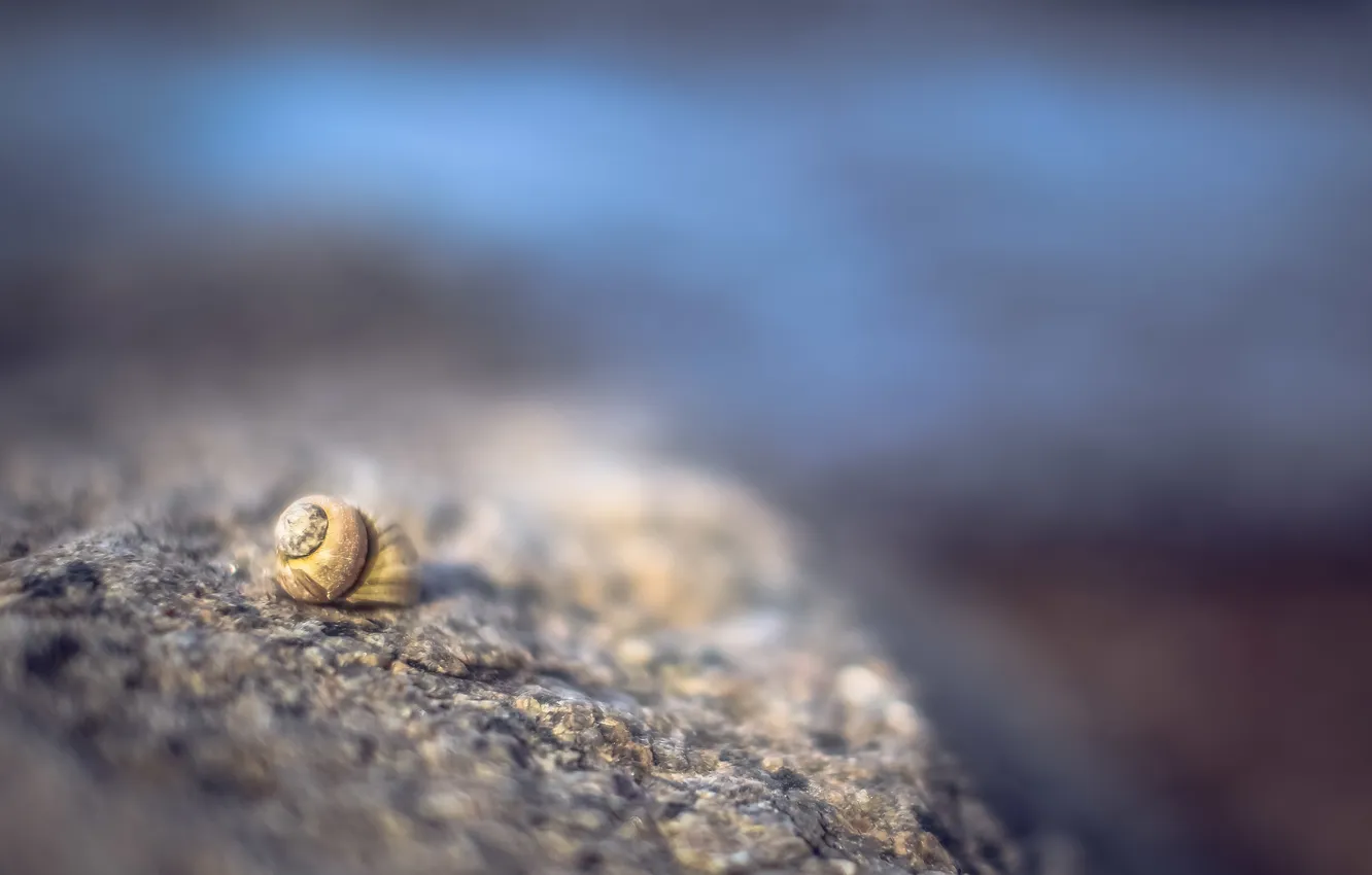 Photo wallpaper snail, focus, blur, sink