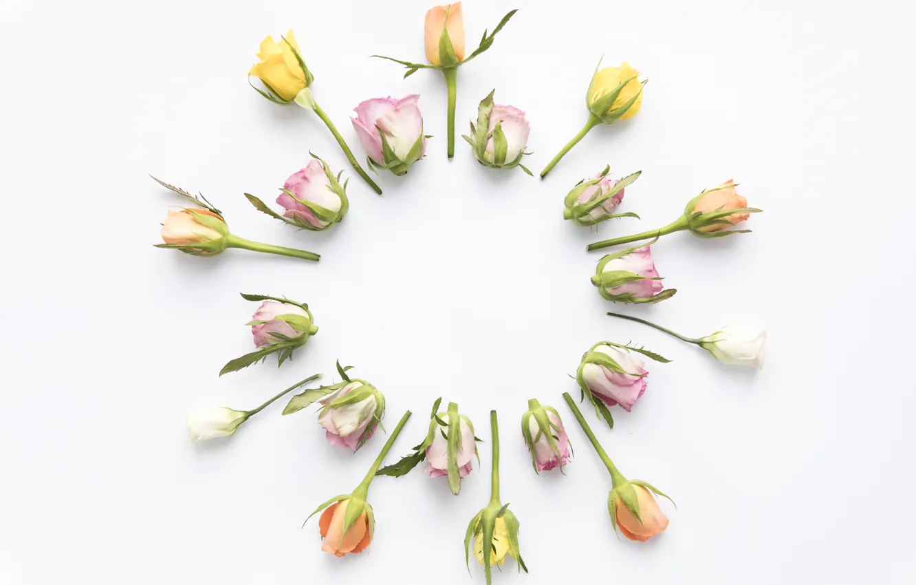 Photo wallpaper flowers, yellow, roses, pink, buds, yellow, pink, flowers