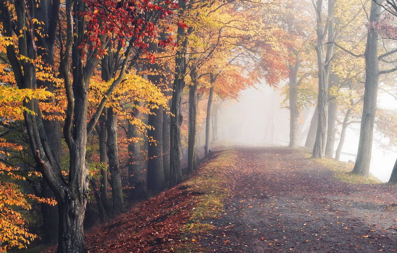 Photo wallpaper road, autumn, forest