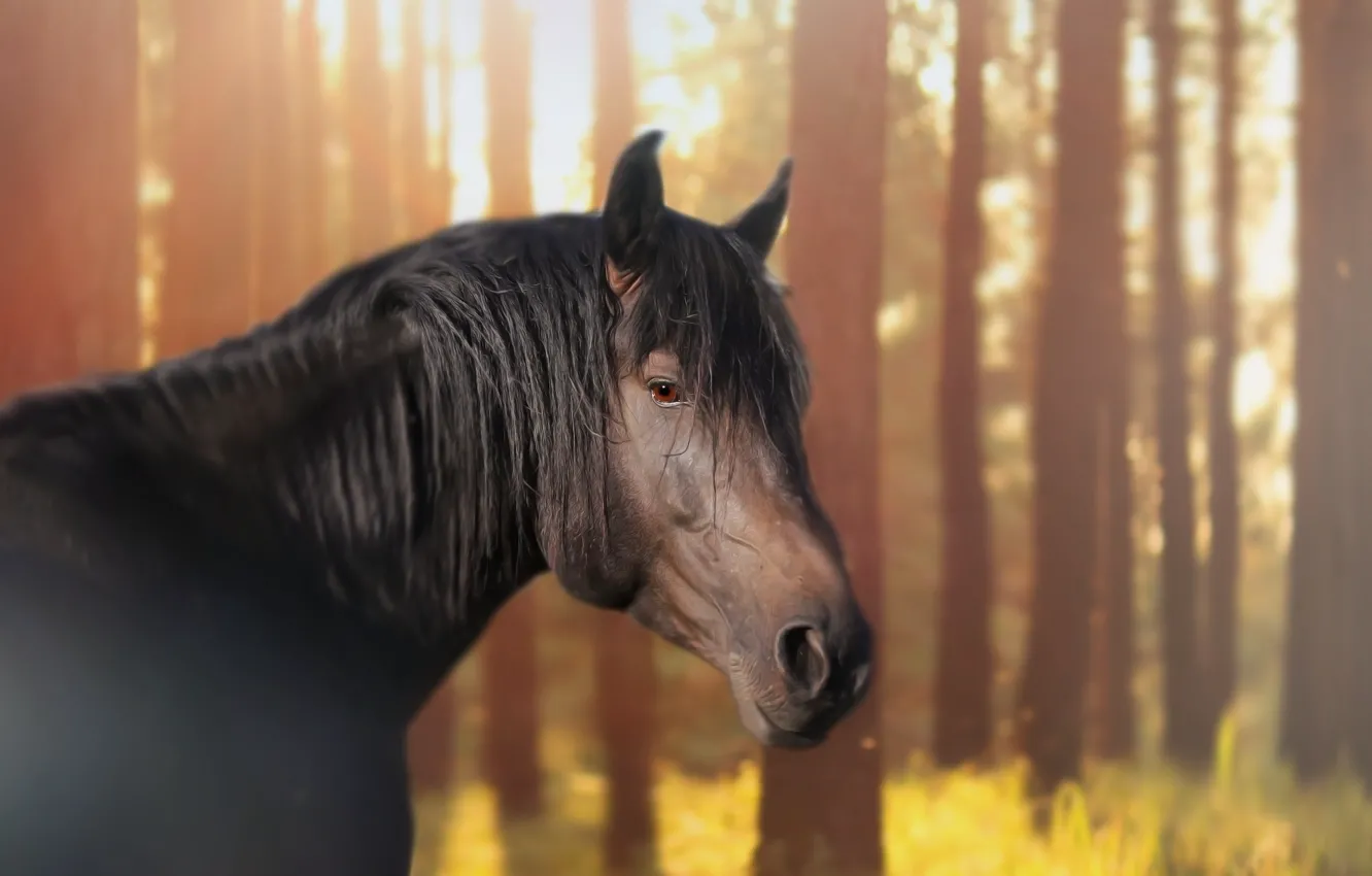 Photo wallpaper forest, look, background, horse