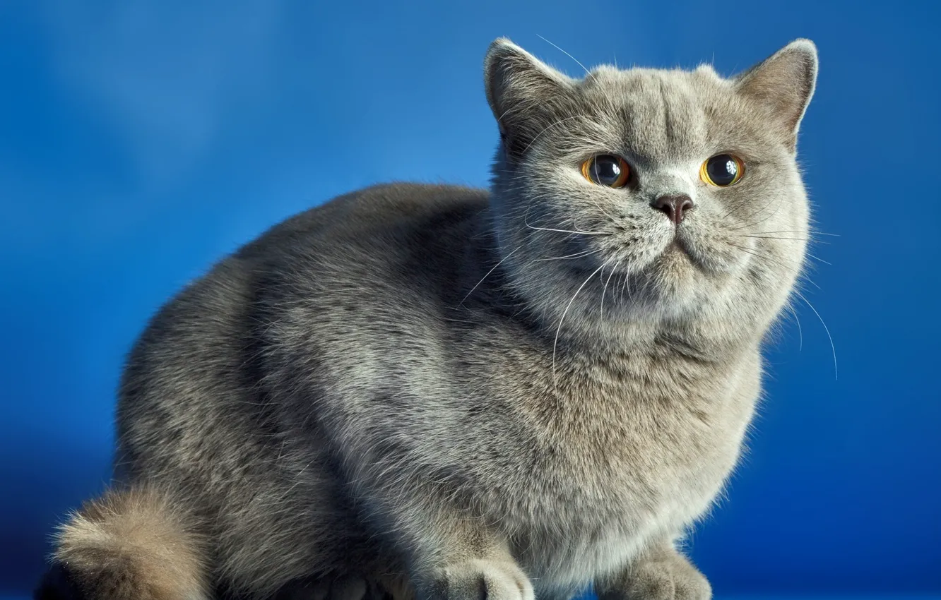 Photo wallpaper cat, blue, background