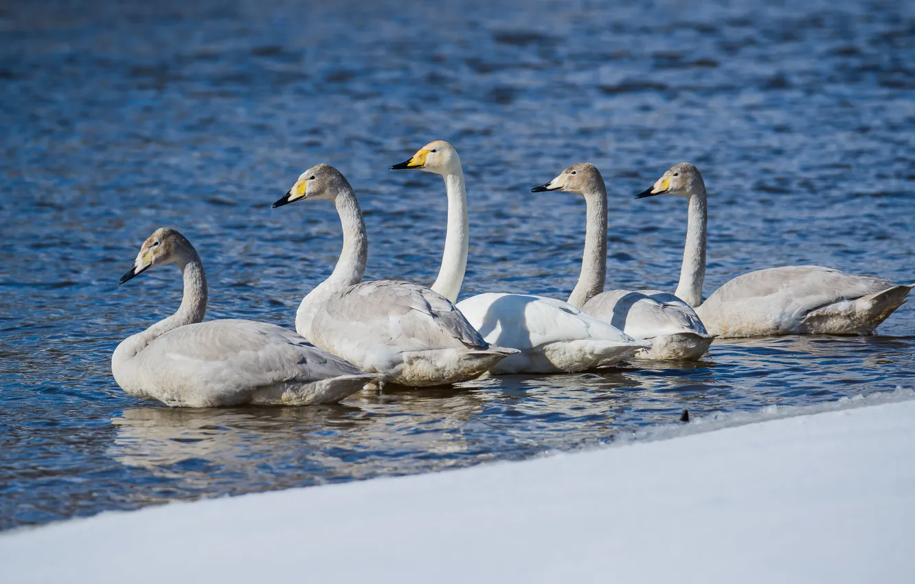 Photo wallpaper bird, whooper Swan, photohunt