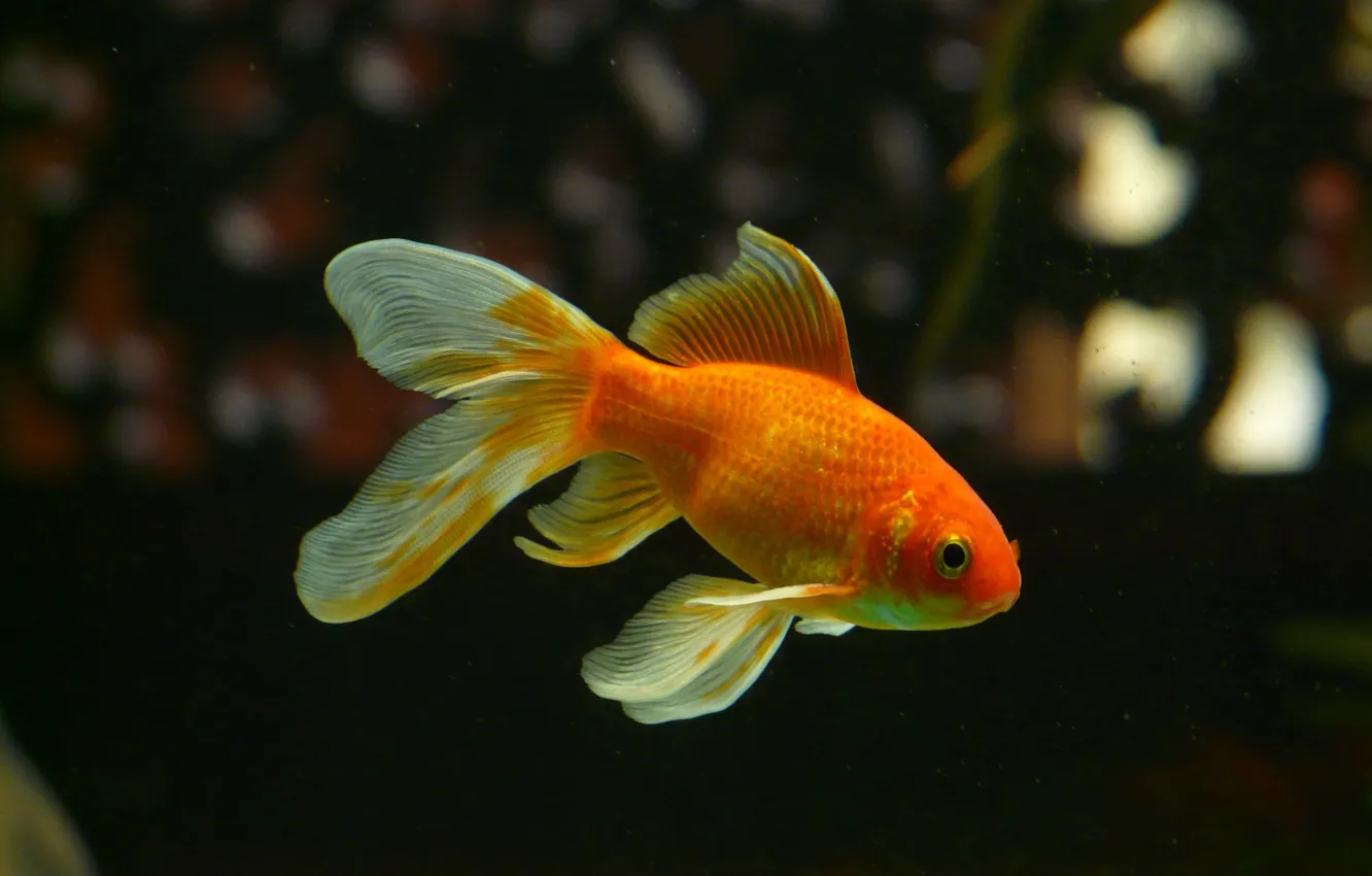 Photo wallpaper orange, goldfish, gold fish, swim, gold and white fish, veiltail