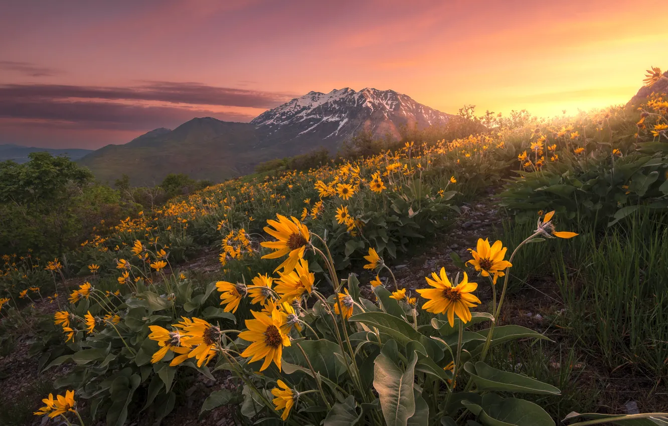 Photo wallpaper the sun, flowers, mountains, slope