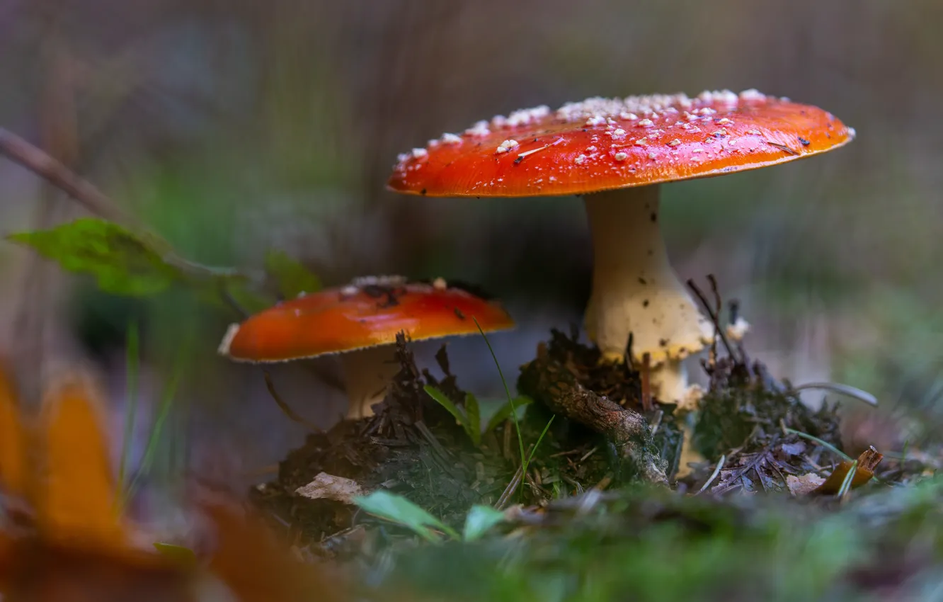 Photo wallpaper nature, background, mushrooms, two, blur, mushroom
