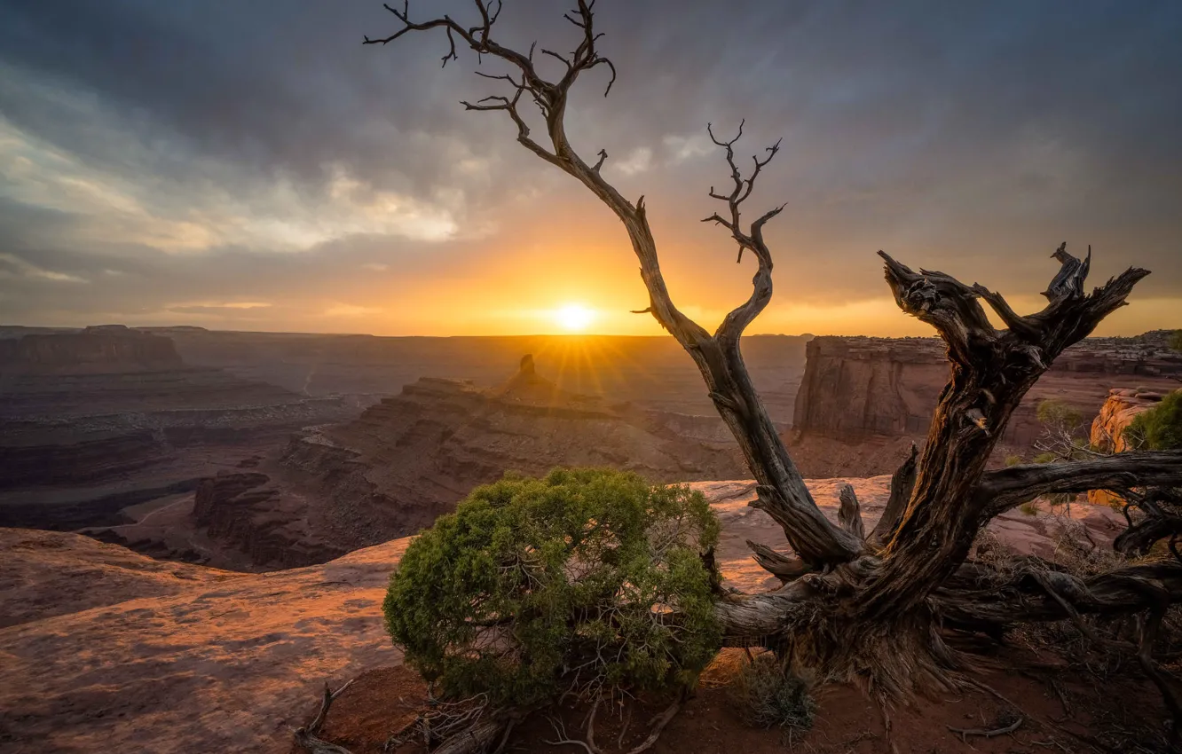 Photo wallpaper the sky, the sun, clouds, rays, trees, sunset, branches, rocks