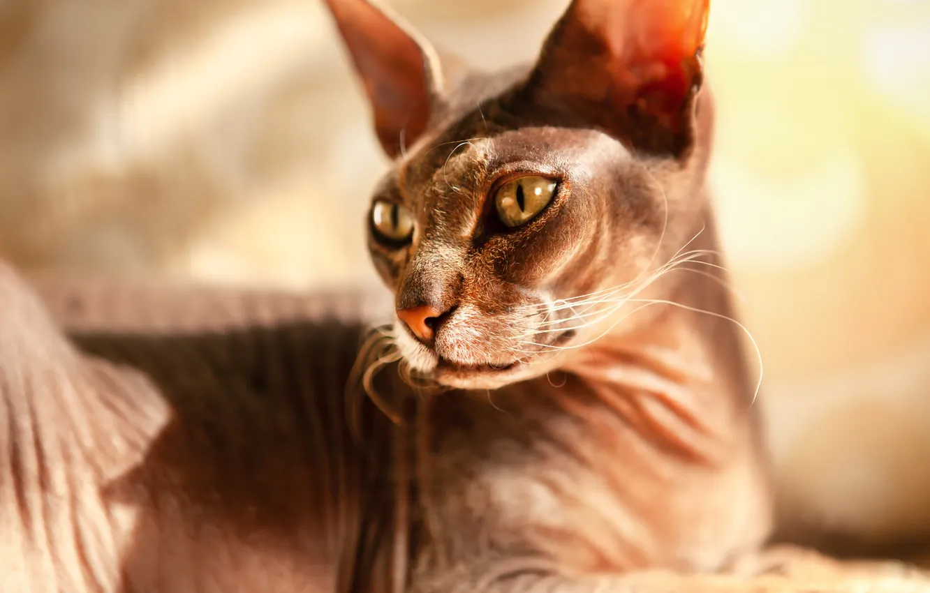 Photo wallpaper cat, cat, look, pose, face