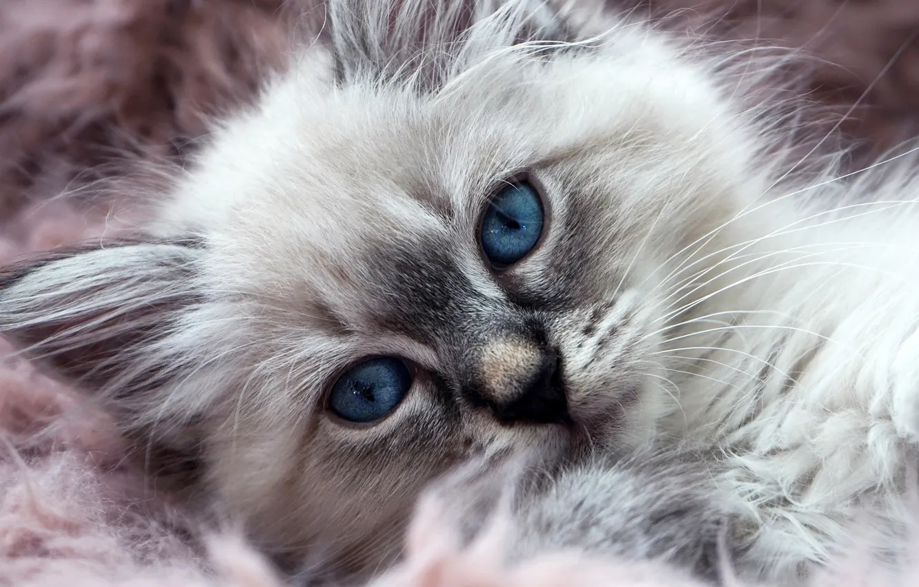 Photo wallpaper cat, look, pose, fur, kitty, blue eyes, face, Siberian