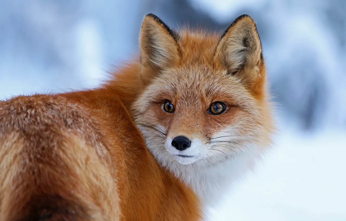 Photo wallpaper winter, look, snow, nature, portrait, Fox, red, face