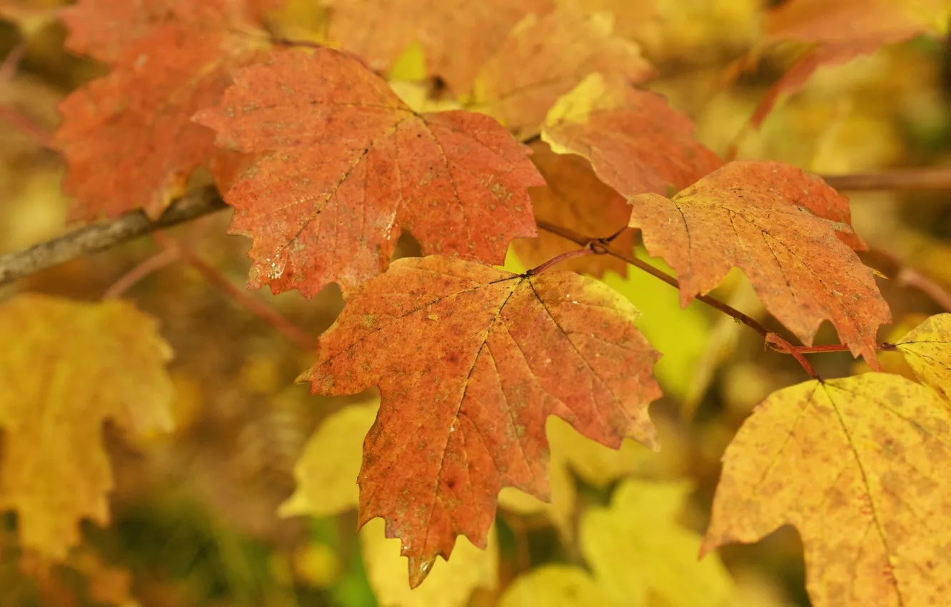Photo wallpaper autumn, yellow, leaf