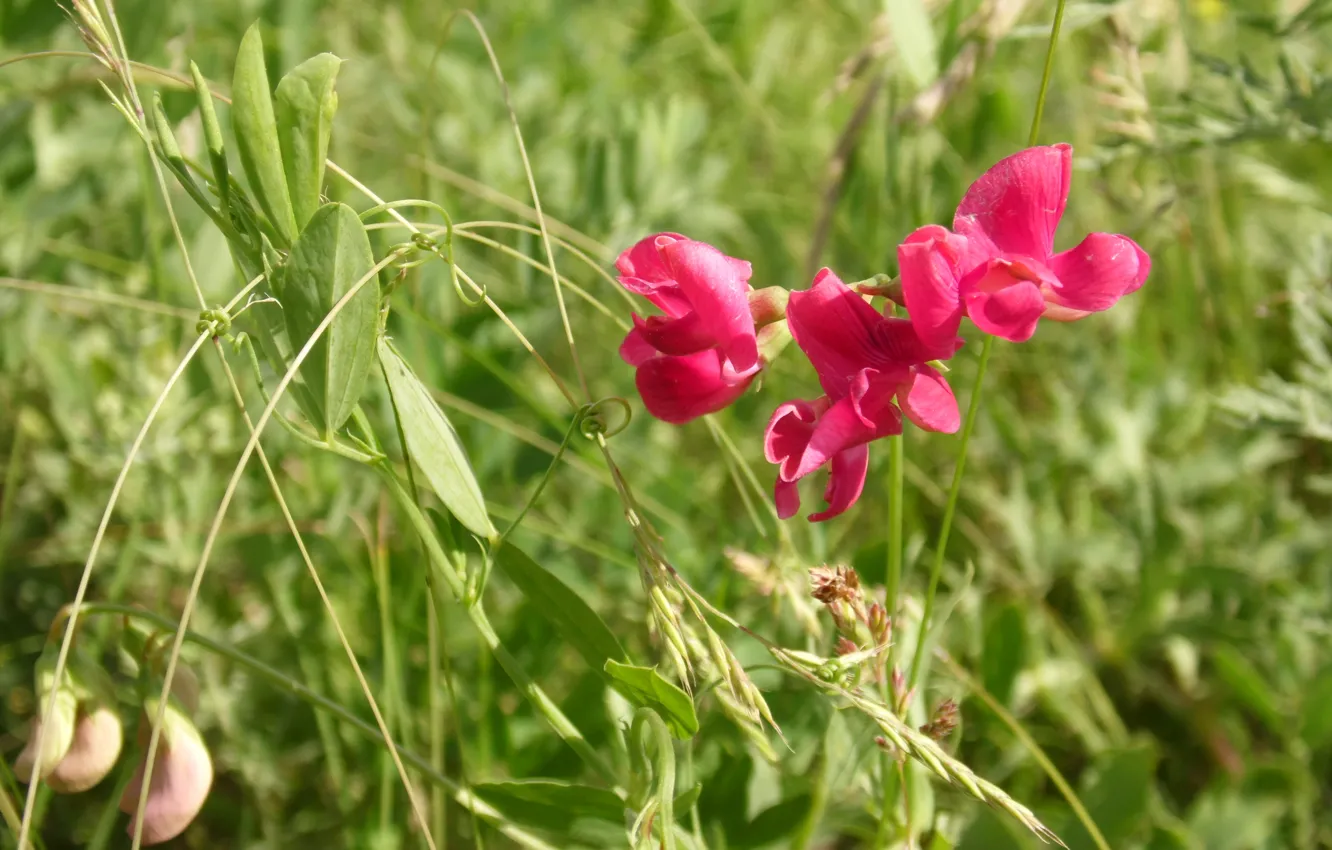 Photo wallpaper field, grass, flowers, color, pink, peonies
