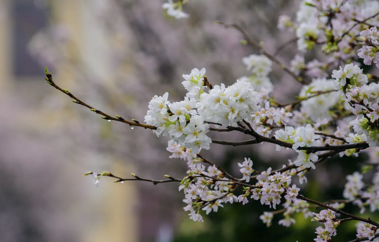 Photo wallpaper trees, flowers, branches, nature, spring, flowering